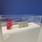 IBCC ceramic poppy with stem and copy metal certificate in a clear display case against a blue background